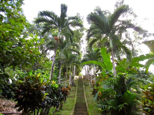 Jungle Walkway