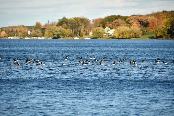 Ducks float on the St. Lawrence river on a placid fall afternoon.