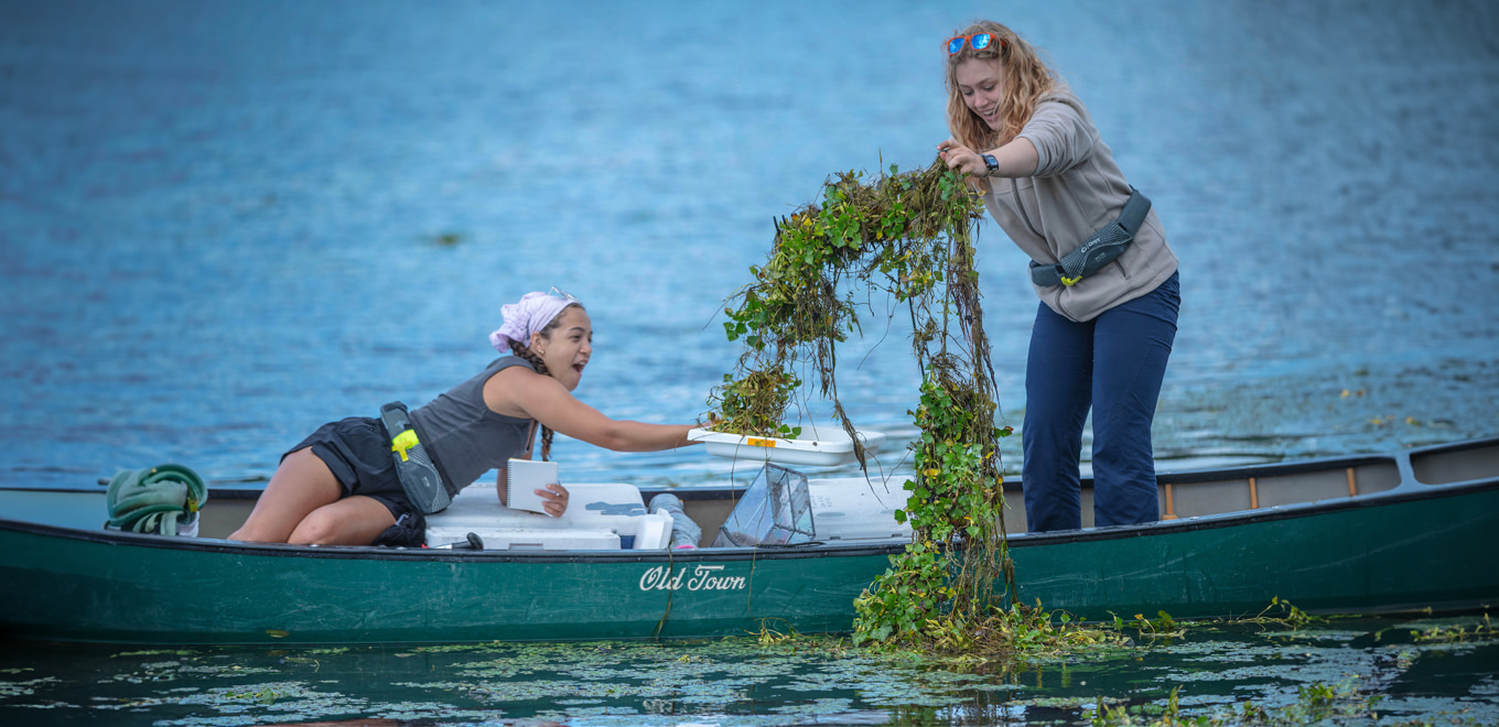 Two people are in a green canoe on a lake. The person on the left, wearing a white bandana and black shorts, is throwing a rake attached to a long rope into the water. The person on the right, dressed in a gray sweatshirt and blue pants, is seated, holding a notebook. The lake has patches of green aquatic plants on the surface.